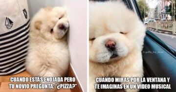 12 Veces en que las chicas fuimos Puffie, el perrito chow chow más querido de Internet 