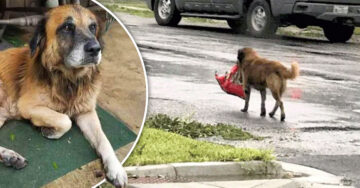 Perro huye del huracán Harvey con bolsa de croquetas en el hocico; ‘sabía que nadie iba a alimentarlo’