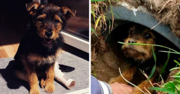 Esta pareja rescató a un perrito con las patas quebradas y le dio una nueva oportunidad de vida