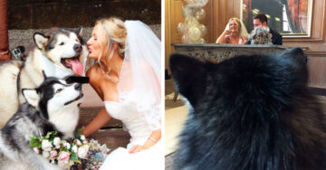 Dos adorables perros malamute fueron los padrinos de esta inolvidable boda