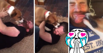 Un tierno reencuentro entre Chris Evans y su perro se vuelve viral; abrazarás a tu mascota después de esto