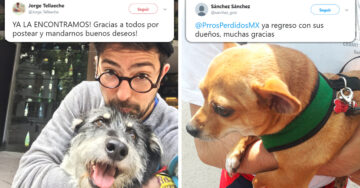 Mascotas se reencuentran con sus dueños tras el sismo en México; Internet desborda de alegría