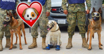 Conoce a los perros rescatistas más queridos de México; han salvado a más de 100 personas