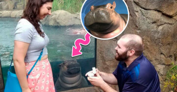 Una hipopótamo ‘photoboomea’ propuesta en un zoológico; ¡se robó la atención de todo Internet!