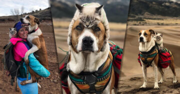 Este gato y este perro viven épicas aventuras alrededor del mundo… ¡Y nosotras aquí sin viajar!