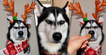 Este Husky enojado se ha convertido en la tarjeta navideña más compartida en Inernet