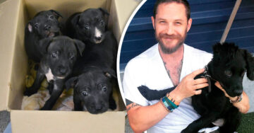 Tom Hardy rescata a unos cachorritos abandonados… ¡Como si pudiera ser más perfecto!