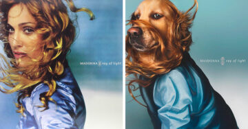 11 Divertidas portadas de Maxdonna, el perrito MÁS fan de la reina del pop
