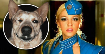 Este perro aulla IDÉNTICO a ‘Toxic’ de Britney Spears y es lo mejor que verás hoy