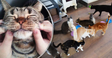 Oferta de trabajo para amantes de gatos: ¡gana 596 dólares por cuidar mininos en Grecia!
