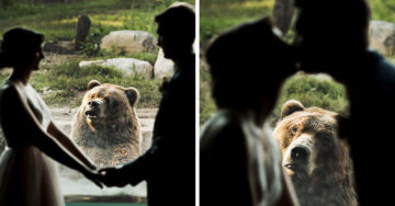Pareja hace sesión de boda en zoológico y pero a este tierno oso parece NO agradarle tanto la idea; hace el mejor photoboom