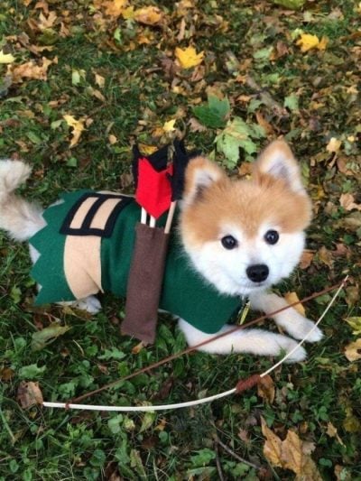 Disfraces De Halloween Para Que Pidas Dulces Con Tu Perro