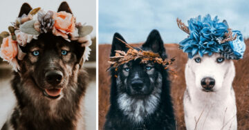 Adorables huskies tienen la mejor sesión de fotos de amistad; son como de cuento