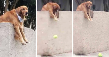Todos los días, sin falta, perro lanza su pelota a la calle para jugar con los transeúntes