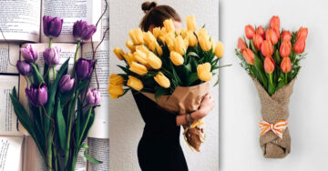 13 Razones para regalar más tulipanes que rosas; es la flor más elegante