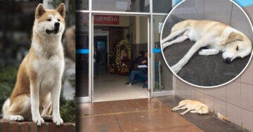 Perrito esperaba a su dueño afuera del hospital; su historia nos recuerda a Hachiko