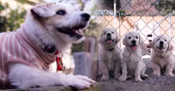 Porque Netflix sabe que amamos a los perros, trae a nosotros su nuevo documental: Dogs