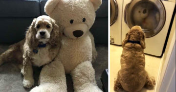 Este perrito vigila a su peluche favorito mientras lo lavan