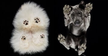 Fotógrafo retrata la ternura de las patitas en ‘Under-dogs’; el resultado es adorable