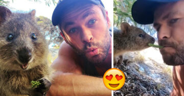 Chris Hemsworth alimenta a un quokka y y se convierte en el hombre más lindo del mundo