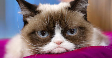 Muere ‘Grumpy Cat’, la famosa gata de los memes