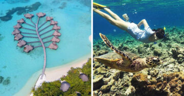 Hotel en Maldivas promete pagar tus vacaciones a cambio de cuidar tortugas