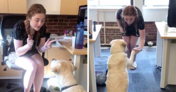 Mujer le enseña lengua de señas a su perro sordo para comunicarse