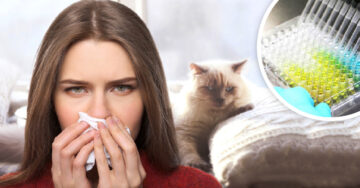 ¡Buenas noticias para los amantes de los gatos! Crean vacuna contra alergia