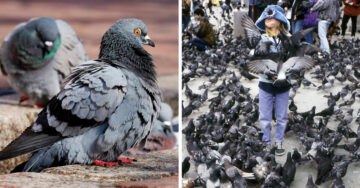 Enfermedad de las palomas provoca una muerte y causa alerta