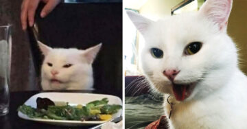 El gato del meme en la mesa ¡tiene una cuenta de Instagram!