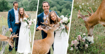 Ciervo interrumpe sesión fotográfica de boda y se convierte en el protagonista