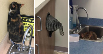 15 Gatos que creyeron ser invisibles en el consultorio del veterinario