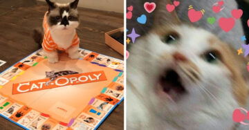 Cat-Opoly, el Monopoly que te permite ganar gatos en vez de propiedades aburridas