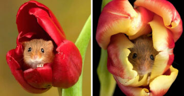 Estos ratoncitos jugando en un campo de tulipanes te alegrarán el día