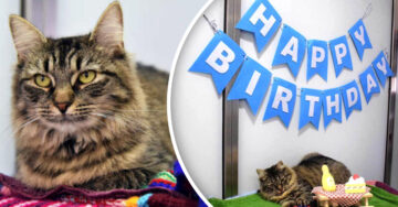 Organizan fiesta de adopción para una gatita enferma y nadie asiste