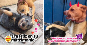 Esta versión de ‘Ramito de violetas’ contada por perritos es lo mejor que verás hoy