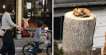 Los animales se apoderan de las calles mientras la gente sigue en aislamiento