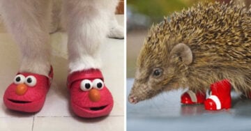 15 Animalitos usando zapatitos para alegrarte el día