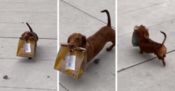 Perrito salchicha sale a conseguir comida para su familia