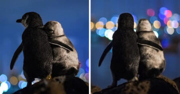 Fotógrafo capta a pareja de pingüinos viudos abrazados y volvemos a creen en el amor