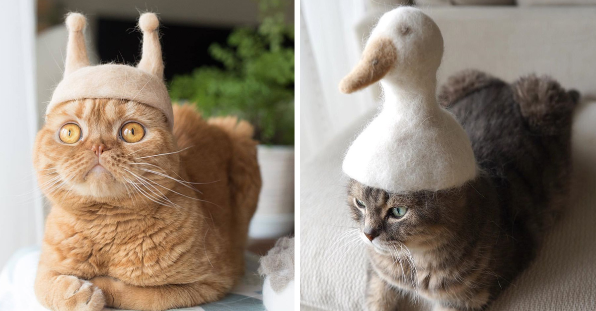 13 Gatitos posan con sombreros hechos de su propio pelaje