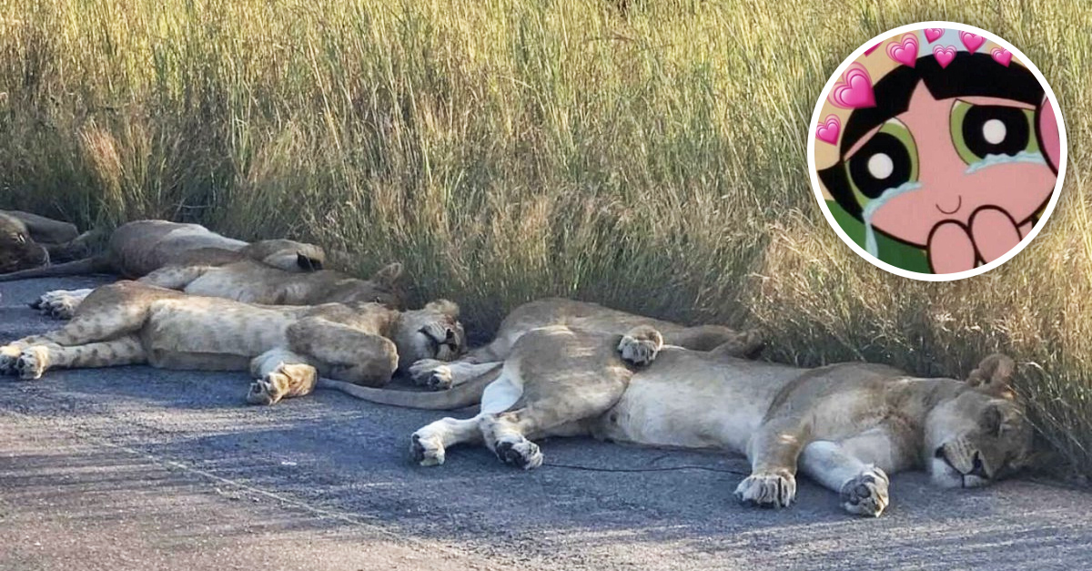 Leones duermen tranquilos en carreteras de Sudáfrica