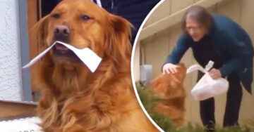 Perrito lleva comida a su vecina enferma en cuarentena