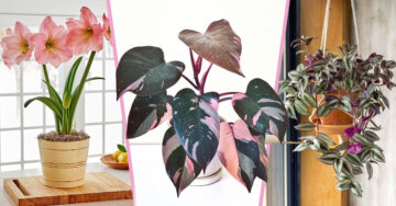 15 Plantas color rosa para llenar de dulzura tu hogar