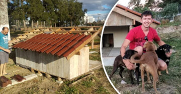Rescatistas construyen casas para perritos sin hogar