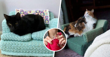La gente aprovecha la cuarentena para tejer sillones para sus gatos