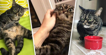 Conoce a Kitzia, la nueva ‘grumpy cat’ que es puro amor