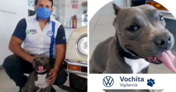 Agencia de autos adopta a Vochita, una perrita con discapacidad