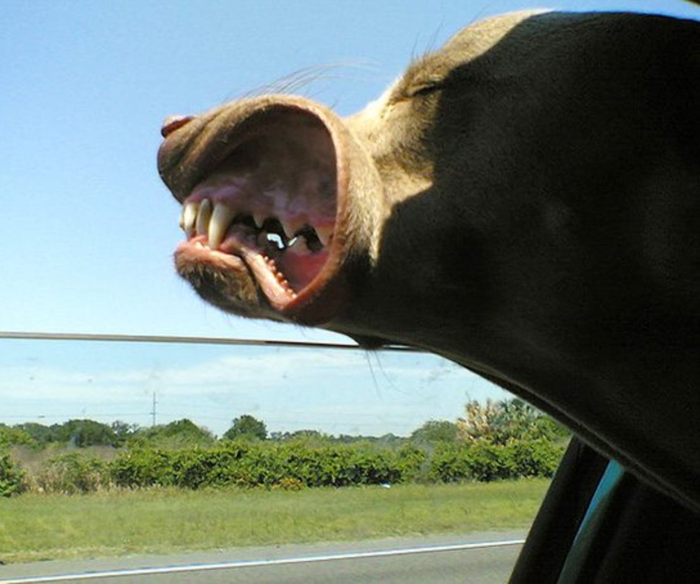 Собака высунулась в окно машины