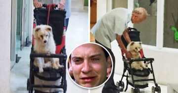 Abuelito lleva a su perro anciano al veterinario en una carriola